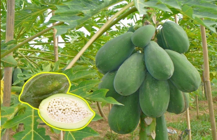Green Papaya's paste