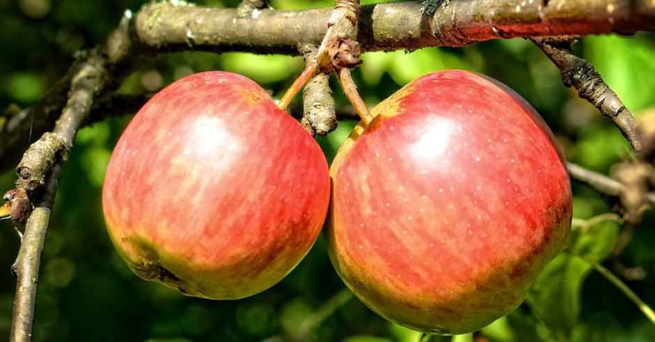 इन 10 खानो से आप प्रदूषण से अपने फेफड़े बचा सकते हैं