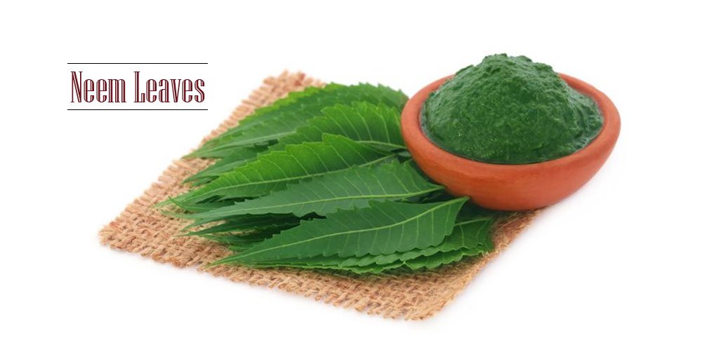 Neem Leaves
